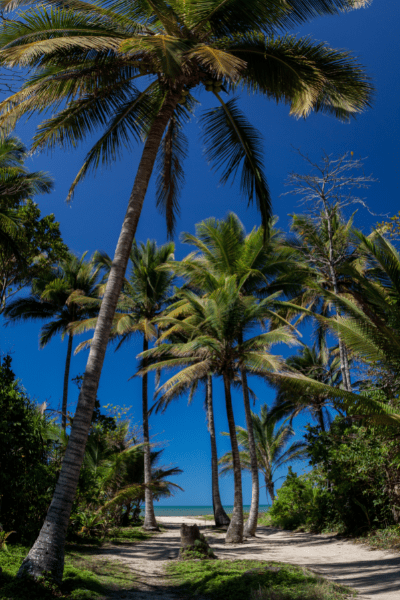 Tropical trees in Port Douglas - Transfers to Port Douglas